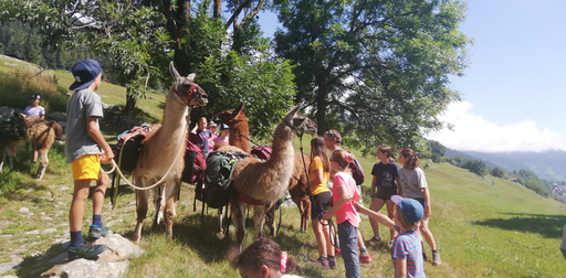 Lamatrekking in Surrein