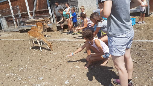 Besuch bei den Damhirschen auf dem Karnerhof Maienfeld